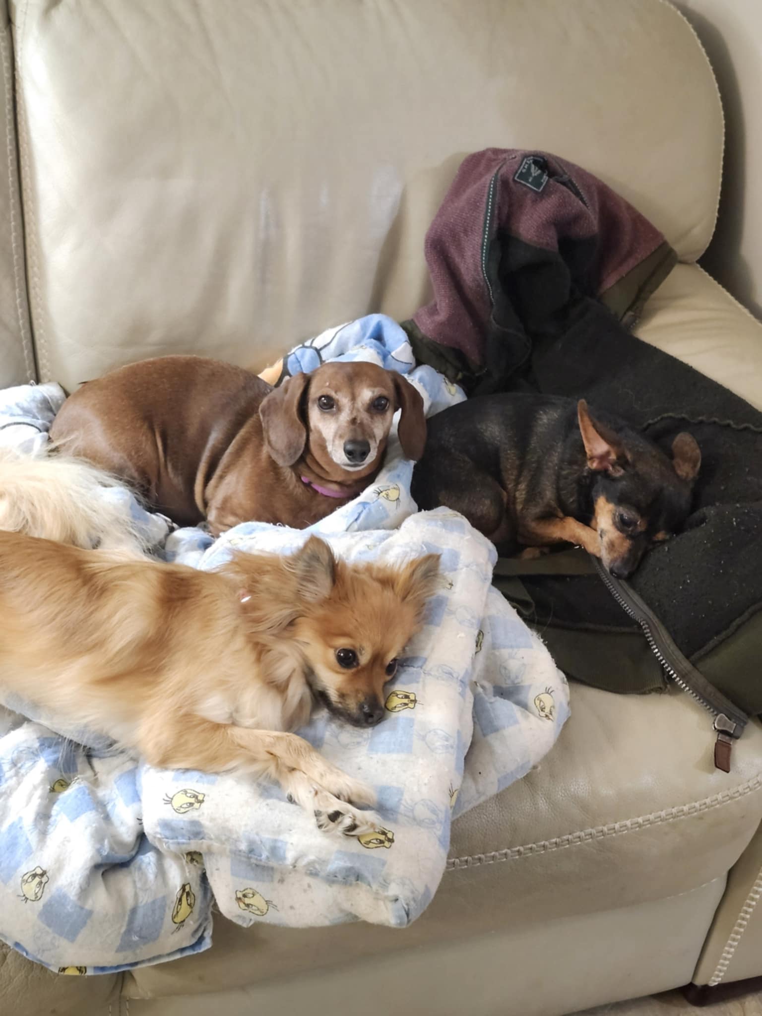 peanut and bella and ginger.jpg